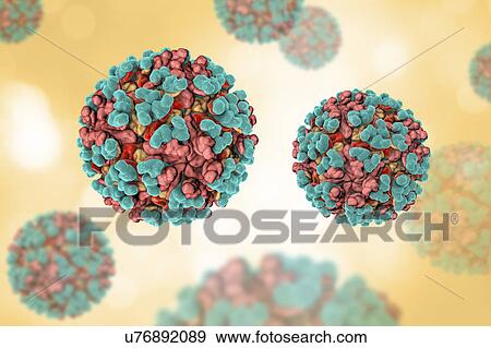 Stock Photo - Venezuelan equine encephalitis virus, illustration. Fotosearch