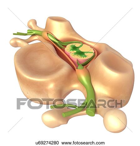 Vertebra and spinal cord anatomy, illustration View Large Photo Image Stock Image - Vertebra and spinal cord anatomy, illustration. Fotosearch