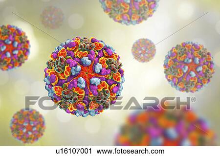 Stock Image - Western equine encephalitis virus, illustration. Fotosearch