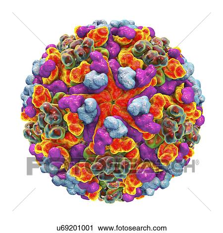 Stock Image - Western equine encephalitis virus, illustration. Fotosearch