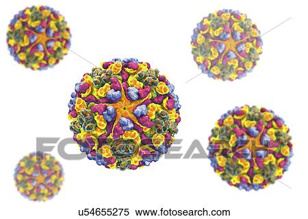 Western equine encephalitis virus, illustration View Large Photo Image Stock Photography - Western equine encephalitis virus, illustration. Fotosearch