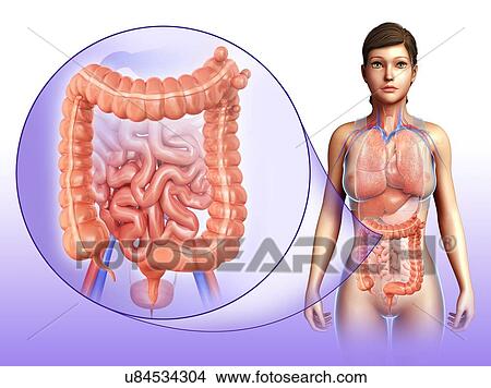 Woman with diverticulosis, illustration View Large Photo Image Picture - Woman with diverticulosis, illustration. Fotosearch