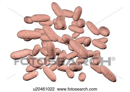 Stock Image - Aggregatibacter aphrophilus bacteria, illustration. Fotosearch