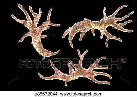 Balamuthia amoeba, illustration View Large Photo Image Picture - Balamuthia amoeba, illustration. Fotosearch