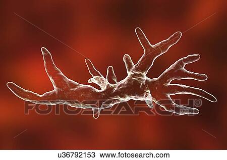 Balamuthia amoeba, illustration View Large Photo Image Stock Image - Balamuthia amoeba, illustration. Fotosearch