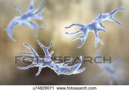 Balamuthia amoeba, illustration View Large Photo Image Stock Image - Balamuthia amoeba, illustration. Fotosearch