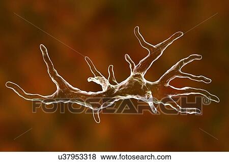Balamuthia amoeba, illustration View Large Photo Image Stock Photo - Balamuthia amoeba, illustration. Fotosearch