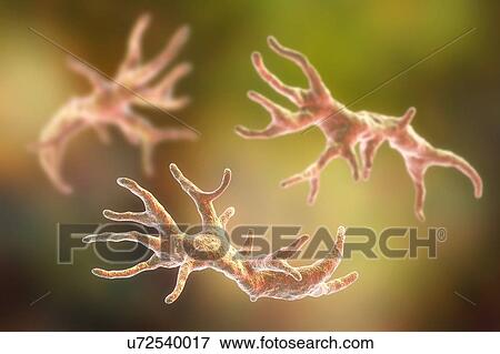 Balamuthia amoeba, illustration View Large Photo Image Stock Photo - Balamuthia amoeba, illustration. Fotosearch