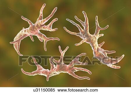 Balamuthia amoeba, illustration View Large Photo Image Stock Photography - Balamuthia amoeba, illustration. Fotosearch