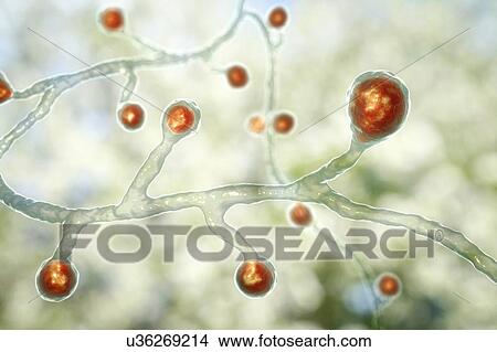 Blastomyces fungus, illustration View Large Photo Image Picture - Blastomyces fungus, illustration. Fotosearch