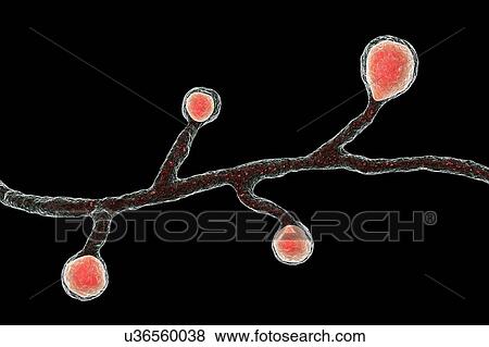 Stock Photo - Blastomyces fungus, illustration. Fotosearch