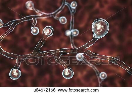 Stock Photograph - Blastomyces fungus, illustration. Fotosearch