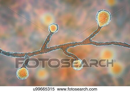 Stock Photography - Blastomyces fungus, illustration. Fotosearch