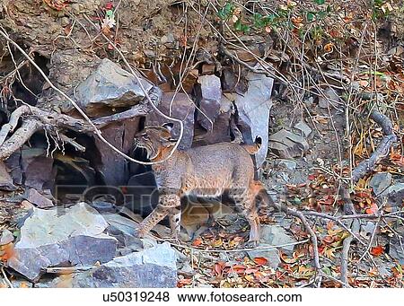 Bobcat View Large Photo Image Stock Photo - Bobcat. Fotosearch