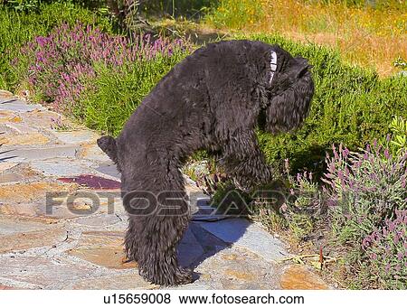 Stock Photo - Bouvier. Fotosearch