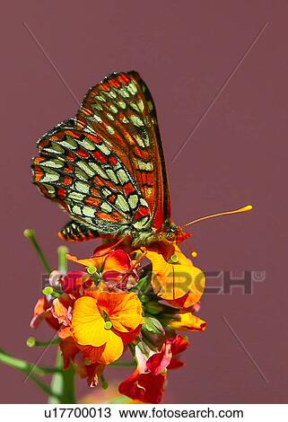 Stock Image - Butterfly. Fotosearch