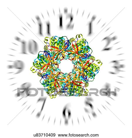 Stock Photo - Circadian clock molecule, illustration. Fotosearch