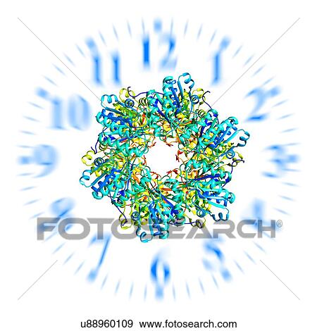 Stock Photo - Circadian clock molecule, illustration. Fotosearch