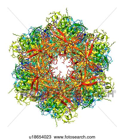 Stock Image - Circadian clock molecule, molecular model. Fotosearch