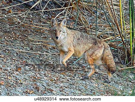 Picture - Coyote. Fotosearch