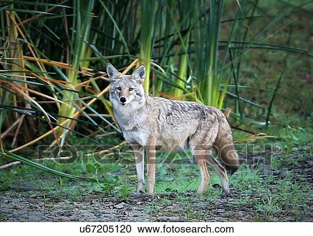 Stock Image - Coyote. Fotosearch