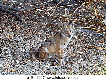 Stock Photo - Coyote. Fotosearch