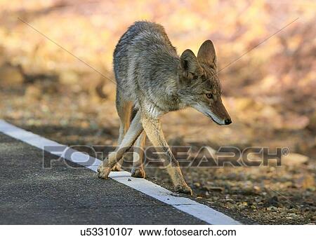 Stock Photo - Coyote. Fotosearch