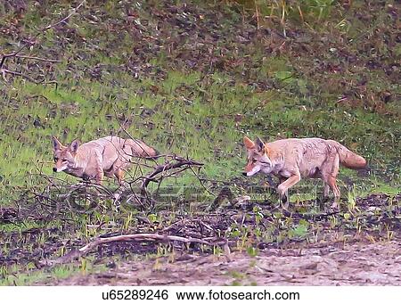 Stock Photograph - Coyote. Fotosearch