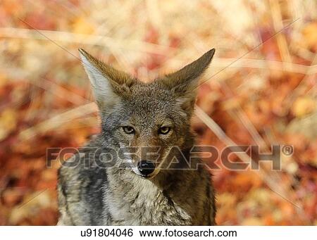 Stock Photograph - Coyote. Fotosearch
