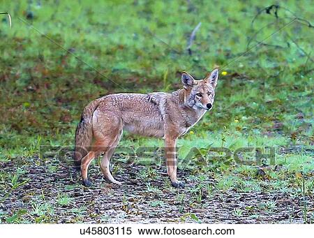 Stock Photography - Coyote. Fotosearch