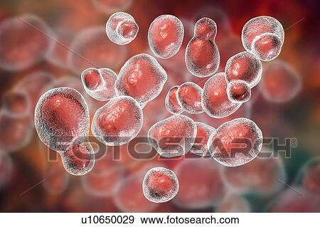 Stock Photo - Cryptococcus fungus, illustration. Fotosearch