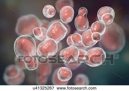Cryptococcus fungus, illustration View Large Photo Image Stock Photo - Cryptococcus fungus, illustration. Fotosearch