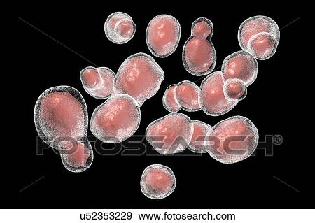 Stock Photo - Cryptococcus fungus, illustration. Fotosearch