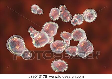 Stock Photography - Cryptococcus fungus, illustration. Fotosearch
