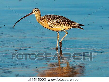 Stock Image - Curlew. Fotosearch