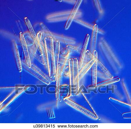 Fresh water pennate diatoms, light micrograph View Large Photo Image Stock Photography - Fresh water pennate diatoms, light micrograph. Fotosearch
