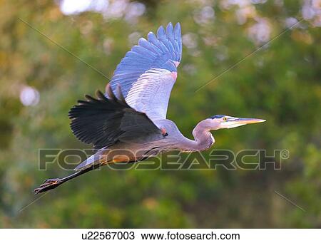 Stock Image - Heron. Fotosearch