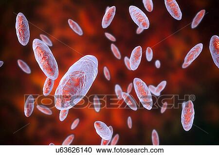 Stock Image - Kingella bacteria, illustration. Fotosearch