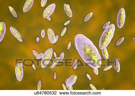 Stock Image - Kingella bacteria, illustration. Fotosearch