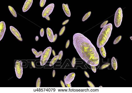 Kingella bacteria, illustration View Large Photo Image Stock Photo - Kingella bacteria, illustration. Fotosearch