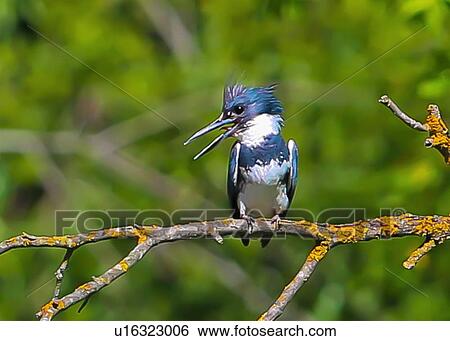 Kingfisher View Large Photo Image Stock Photograph - Kingfisher. Fotosearch