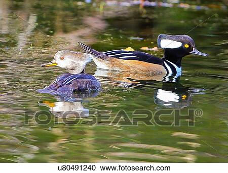 Merganser View Large Photo Image Stock Image - Merganser. Fotosearch