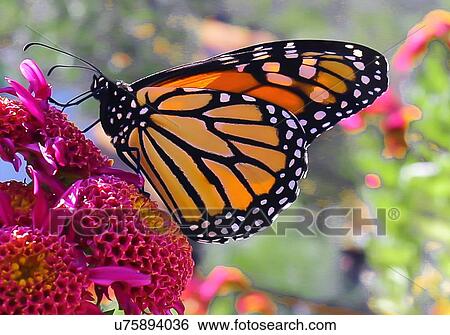 Stock Photograph - Monarch. Fotosearch