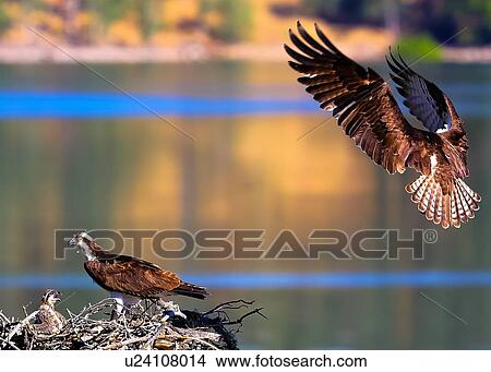 Osprey View Large Photo Image Picture - Osprey. Fotosearch