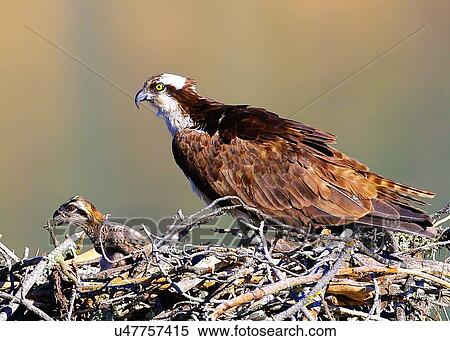 Osprey View Large Photo Image Stock Photography - Osprey. Fotosearch