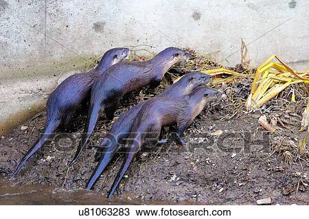 Stock Image - Otters. Fotosearch