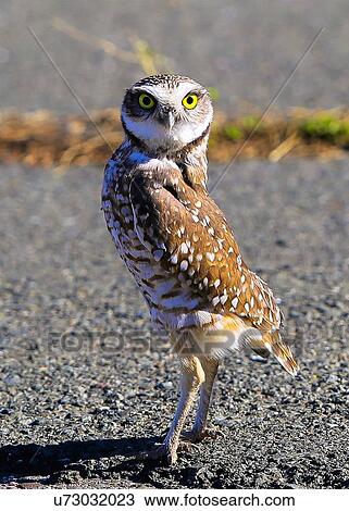 Owl View Large Photo Image Stock Image - Owl. Fotosearch