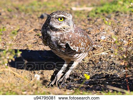 Stock Image - Owl. Fotosearch