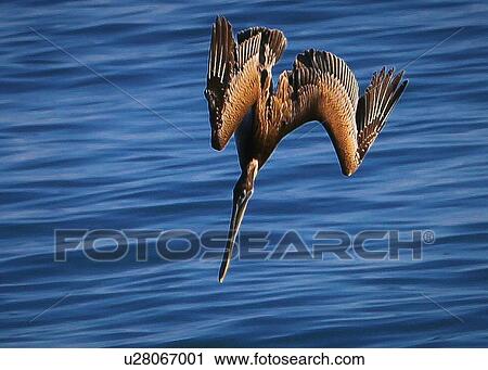 Pelican View Large Photo Image Stock Image - Pelican. Fotosearch