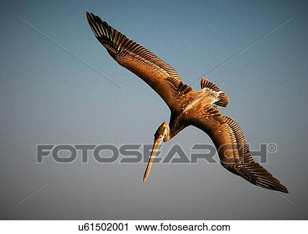 Pelican View Large Photo Image Stock Image - Pelican. Fotosearch